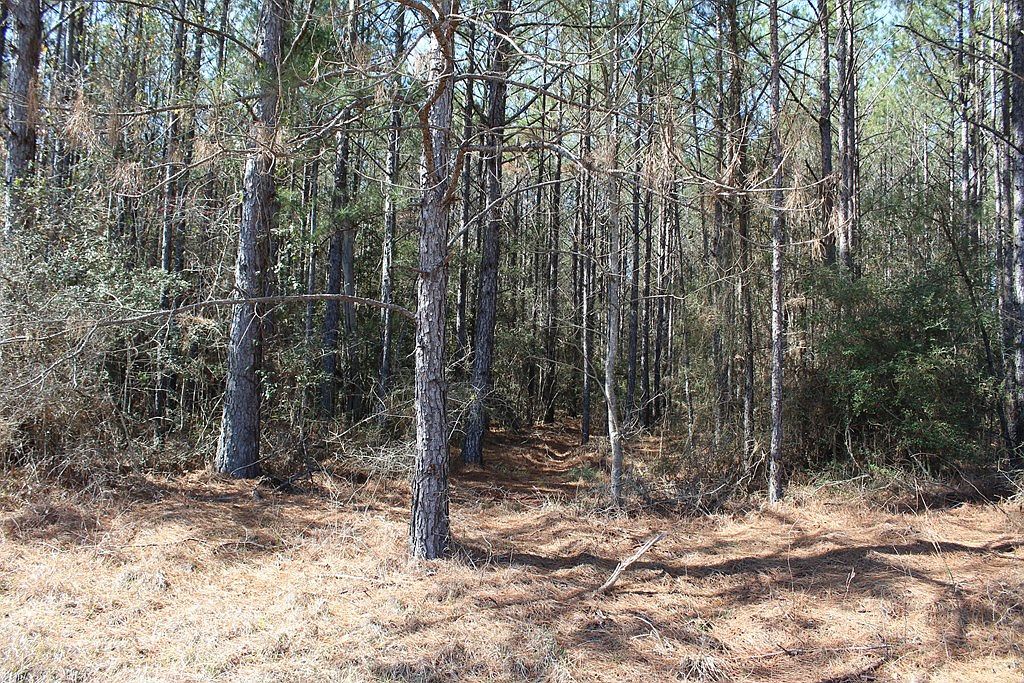 R18754 Fm 1751 San Augustine, TX 75972 - Thumbnail 5