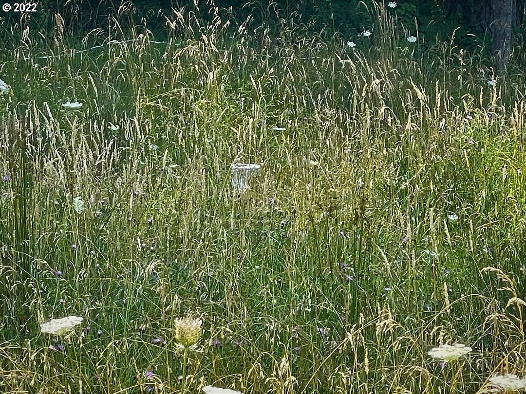 221 Twin Pines Dr Glendale, OR 97442 - Thumbnail 5