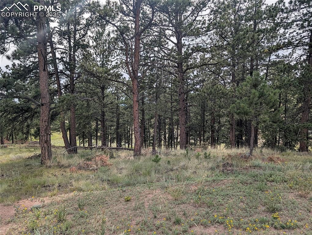 1379 S Mountain Estates Rd Florissant, CO 80816 - Thumbnail 5