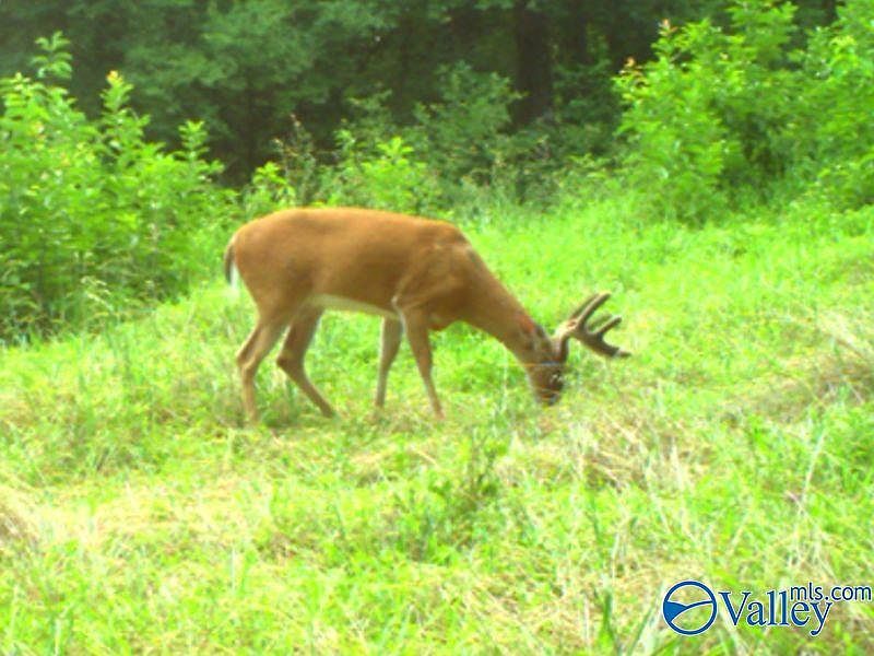 Upper Hurricane Rd New Market, AL 35761 - Thumbnail 5