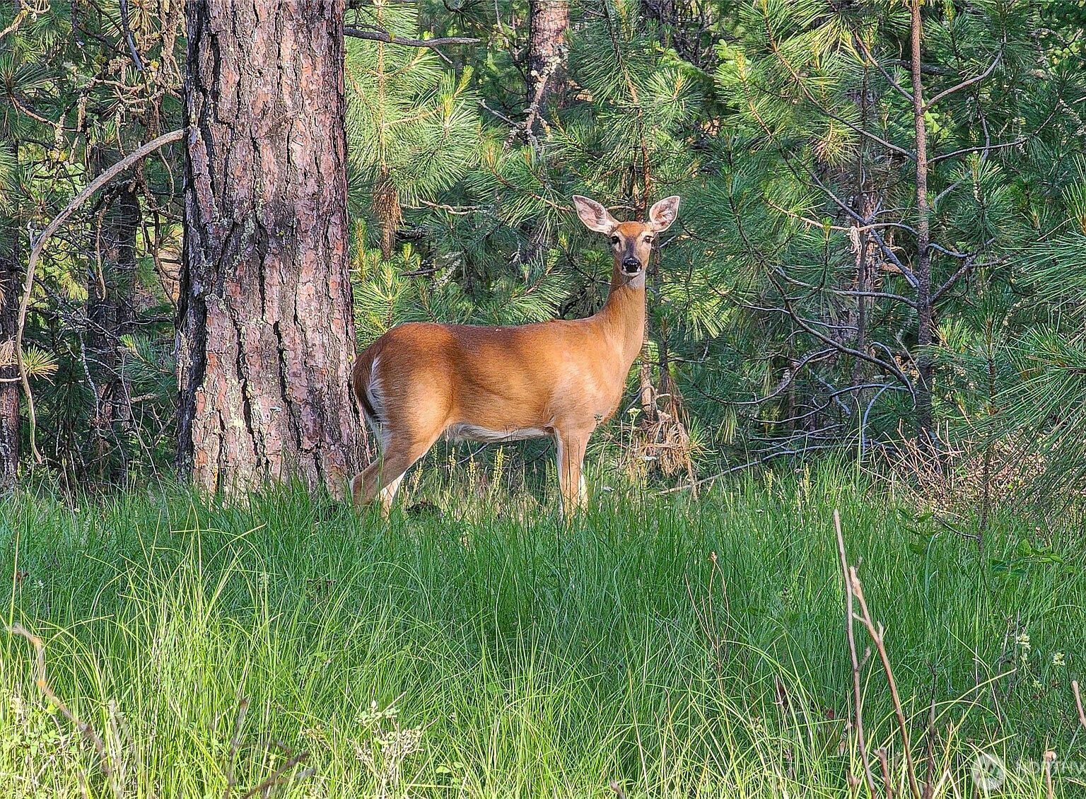 5XX Couples Ct Chewelah, WA 99109 - Thumbnail 5