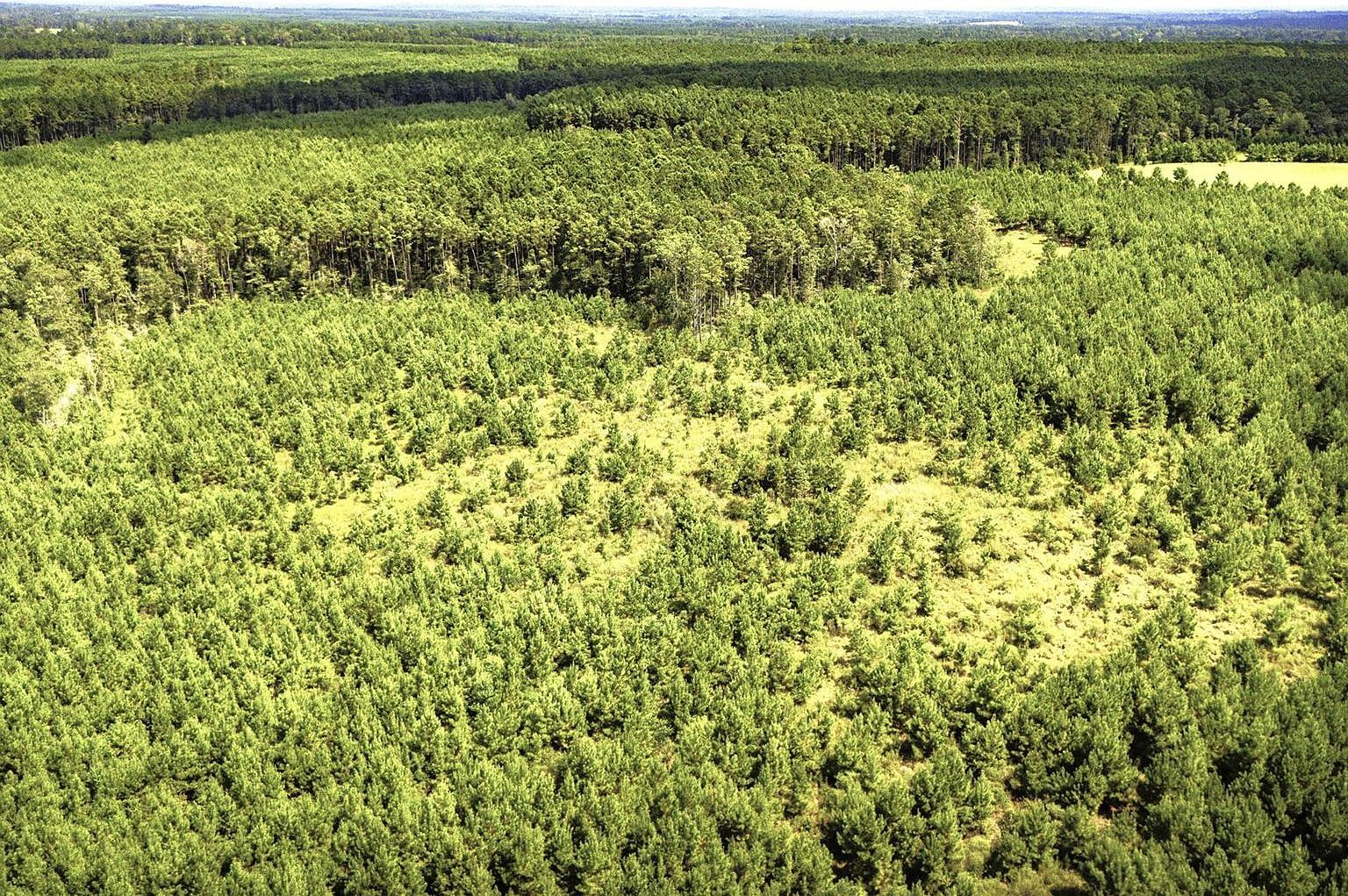 Stutts Livingston, TX 77351 - Thumbnail 5