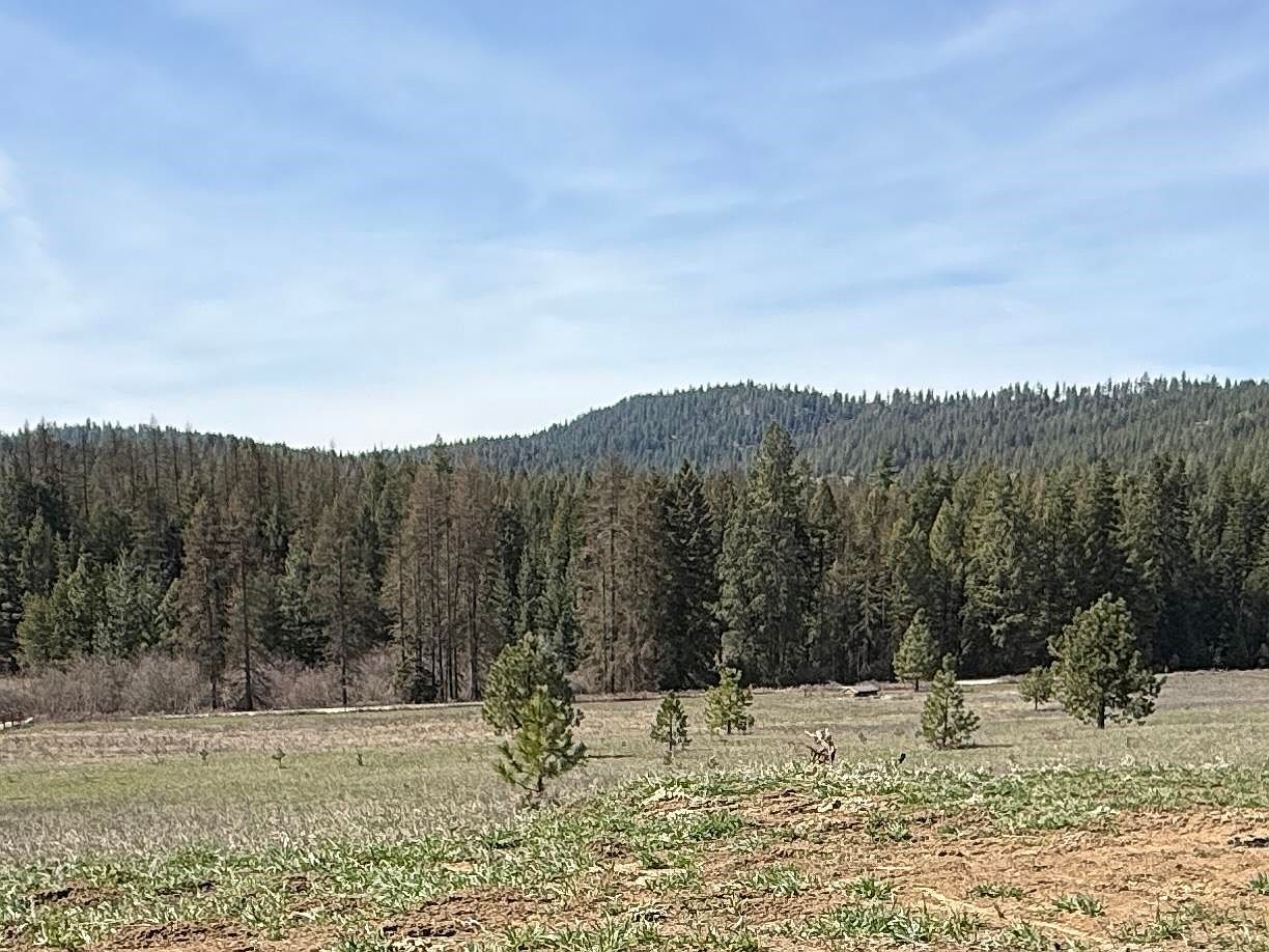 4435 Whittier Rd Lot 1 Clayton, WA 99110 - Thumbnail 5