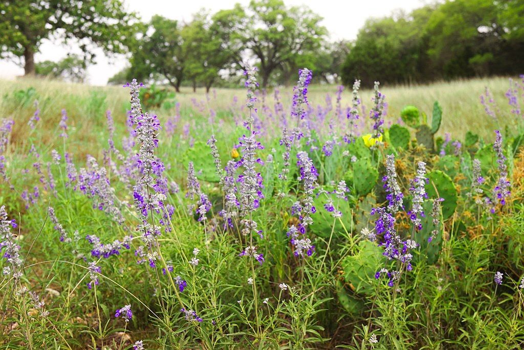 47 Dillon Ridge Dr Kerrville, TX 78028 - Thumbnail 5