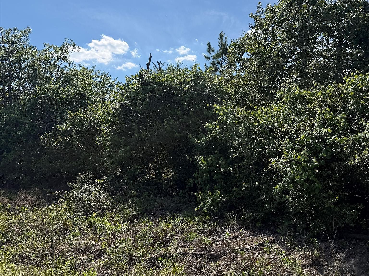 N Mockingbird Ln Bastrop, TX 78602 - Thumbnail 5