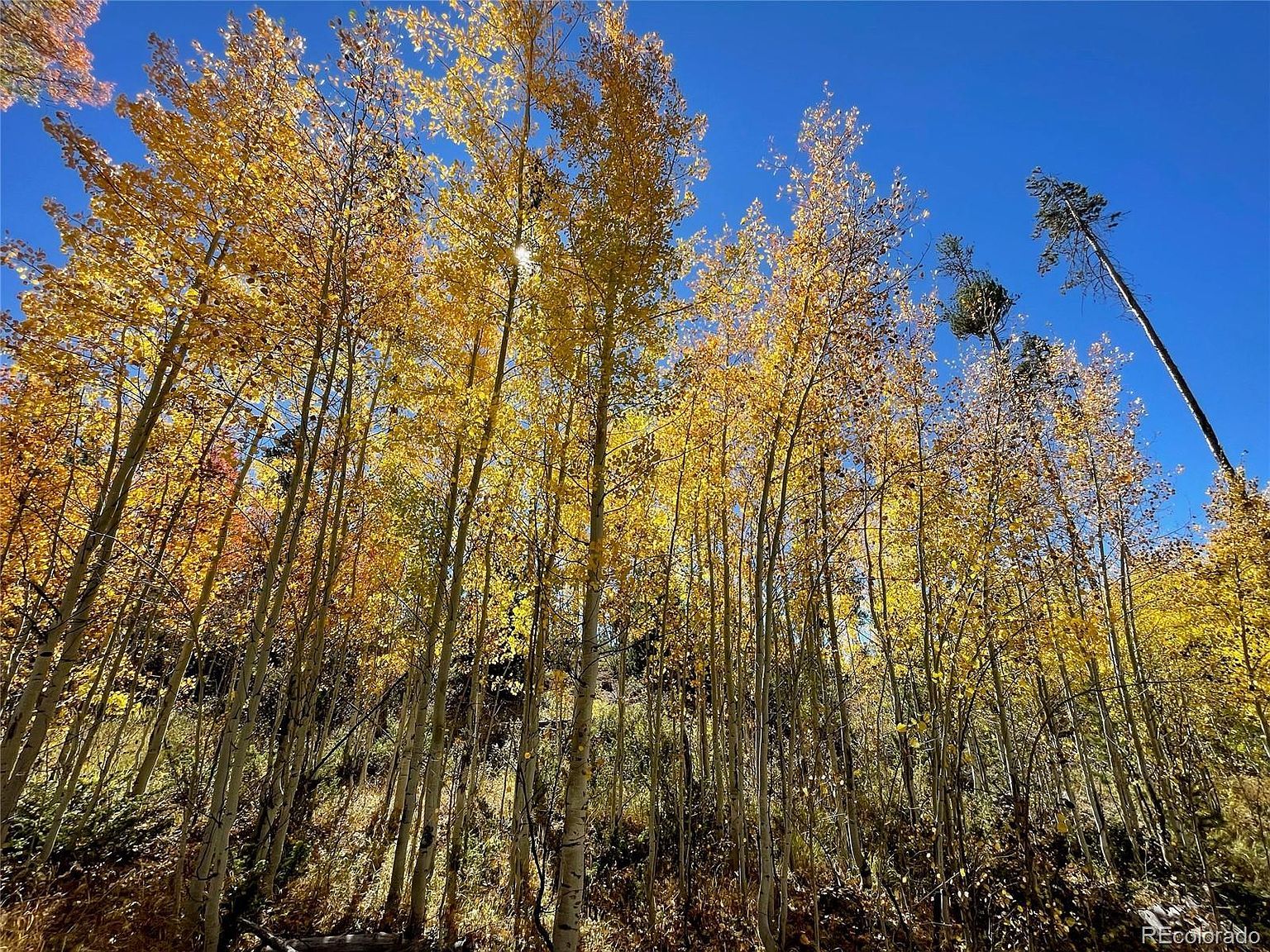 1384 County Road 642 Grand Lake, CO 80447 - Thumbnail 5