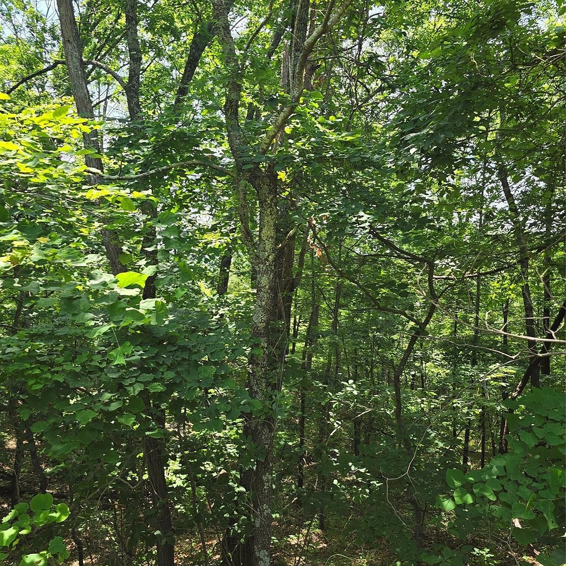 0 Pinnacle Pkwy Union Mills, NC 28167 - Thumbnail 5