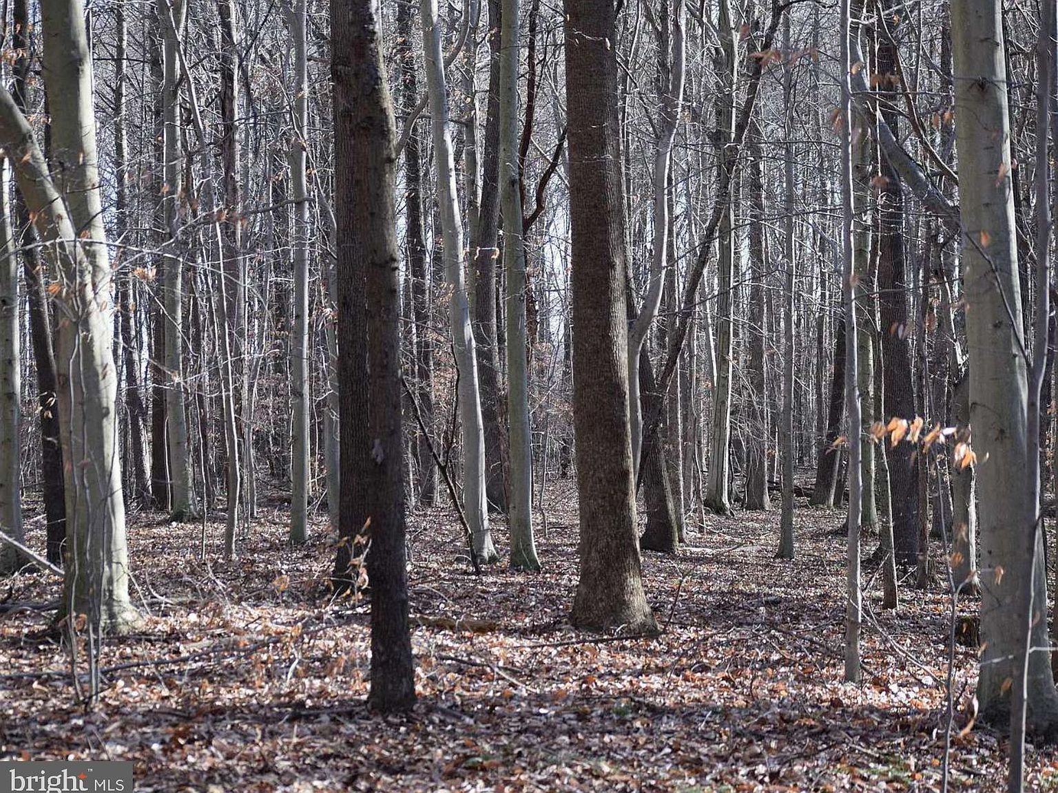 355 Masseys Church Rd Smyrna, DE 19977 - Thumbnail 5