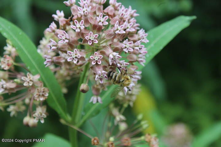 517 E Forest Rd Pocono Lake, PA 18347 - Thumbnail 5