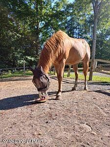 LOT 151 Bear Dr Bushkill, PA 18324 - Thumbnail 5