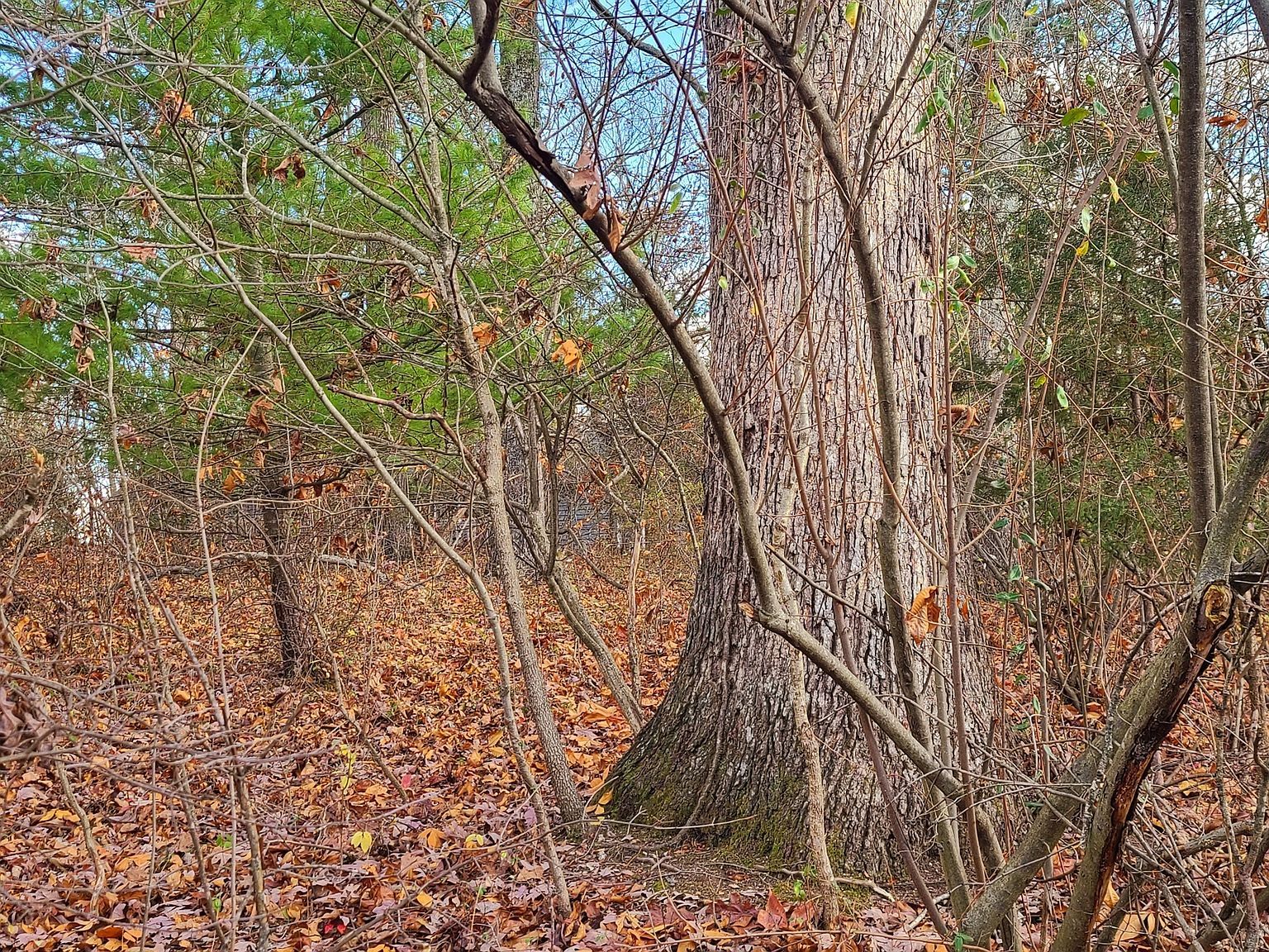 0 State Road 135 N Nashville, IN 47448  | Land/Lot