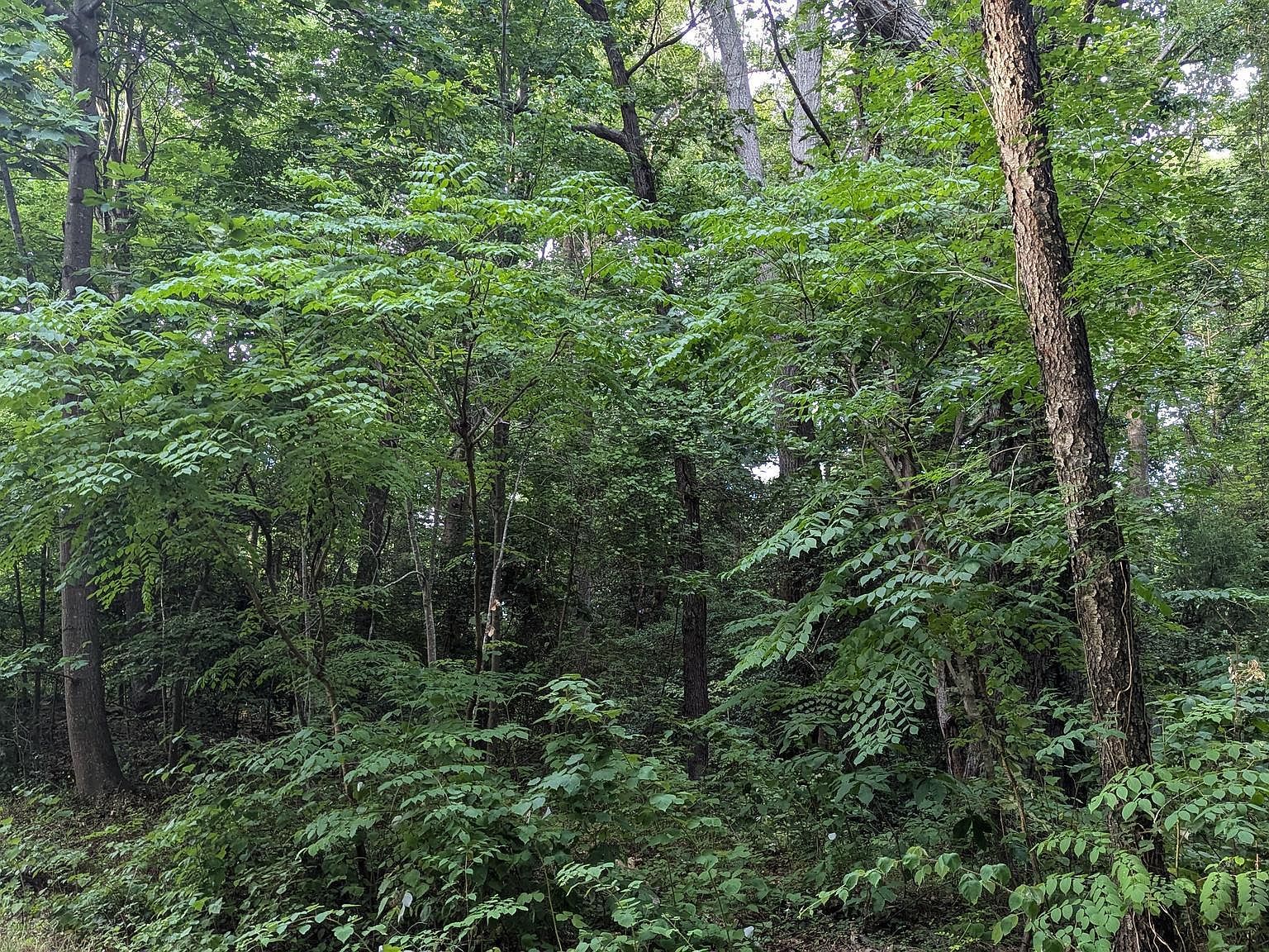 50 Lightfoot Dr Montross, VA 22520 - Thumbnail 5