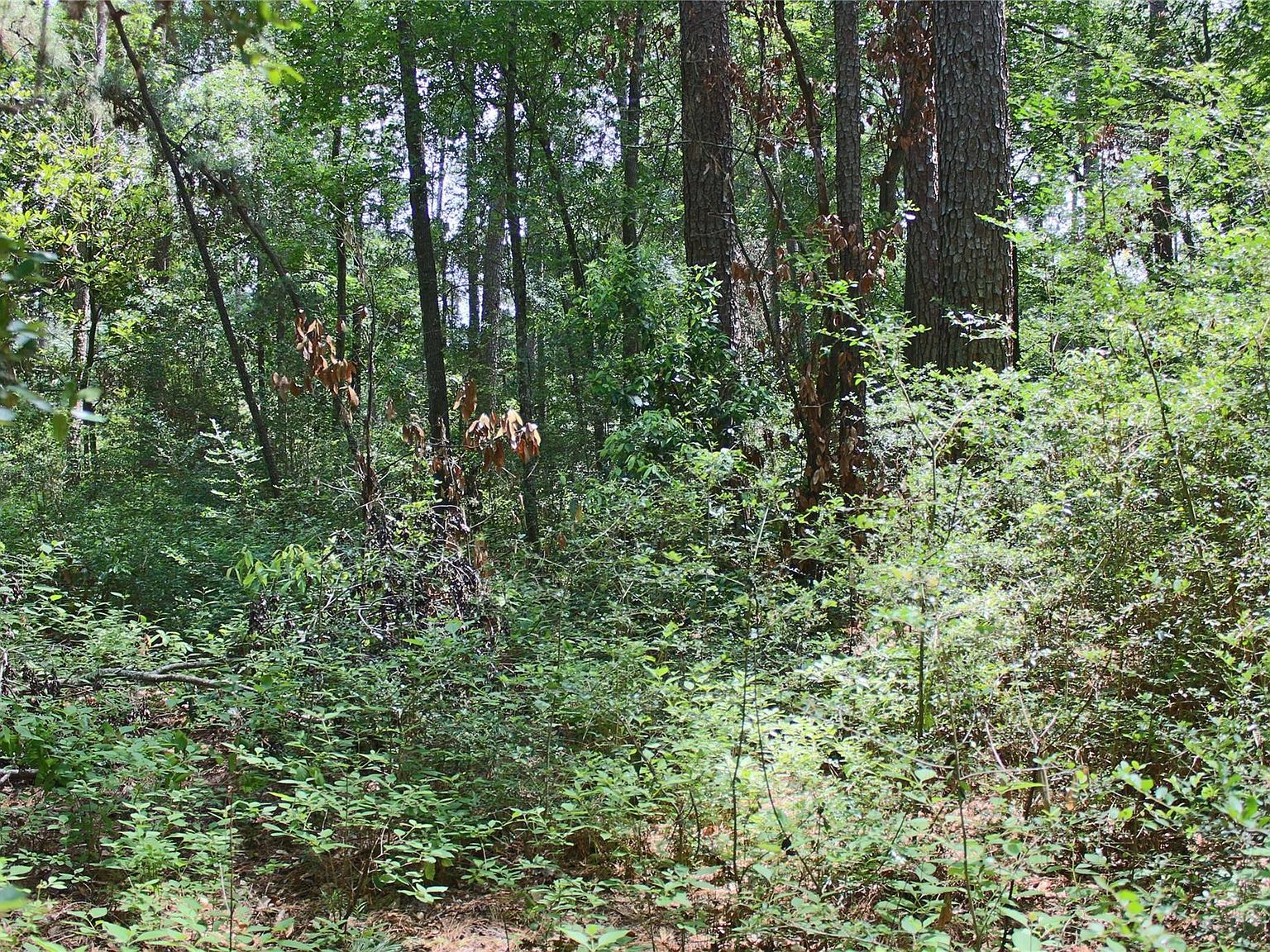 10362 Hunter Creek Ln Conroe, TX 77304 - Thumbnail 5