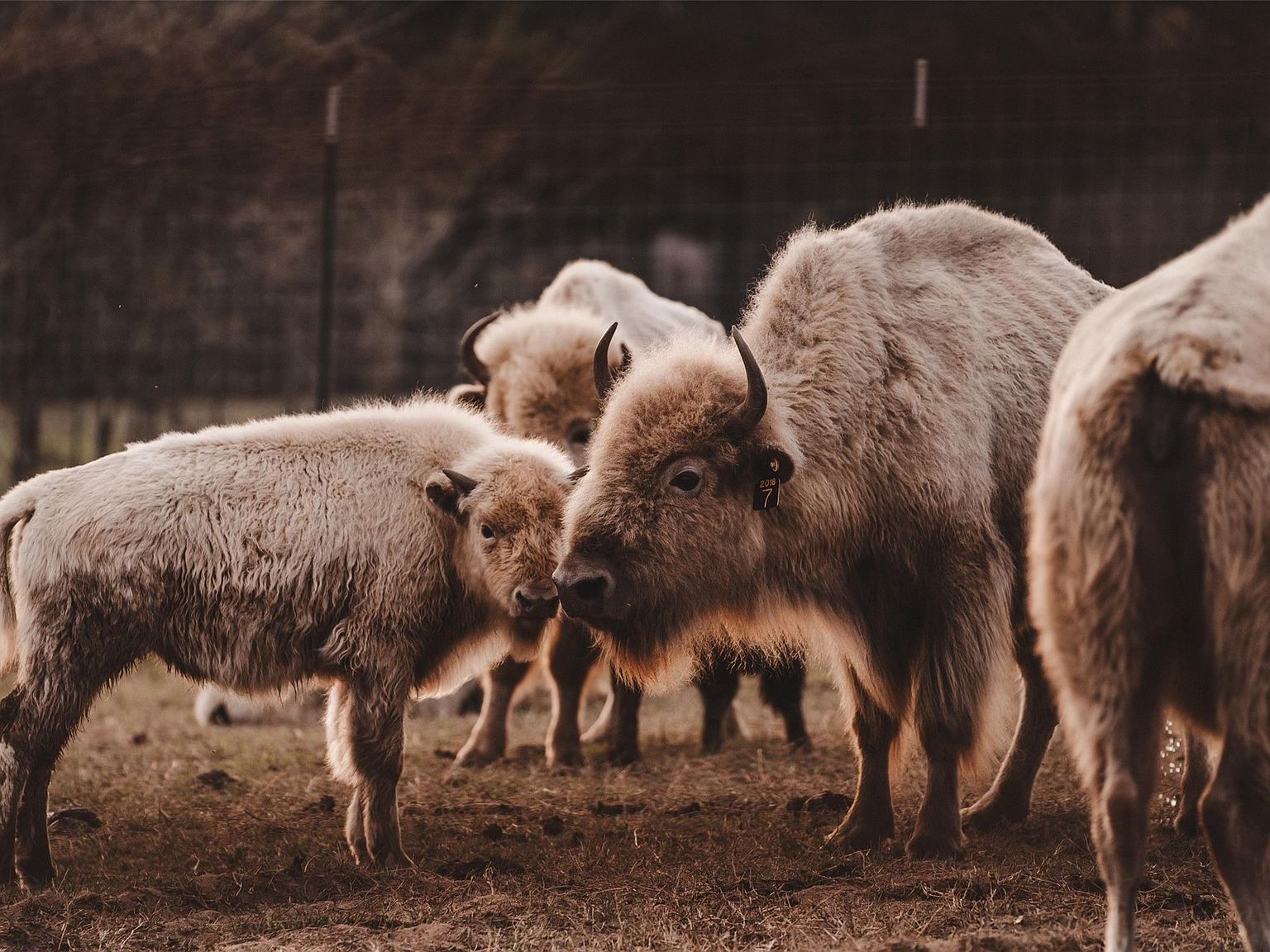 6700 Valley View Dr Athens, TX 75752 - Thumbnail 5