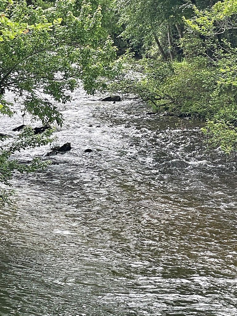 1072 Helen Zachary Rd Cullowhee, NC 28723 - Thumbnail 5