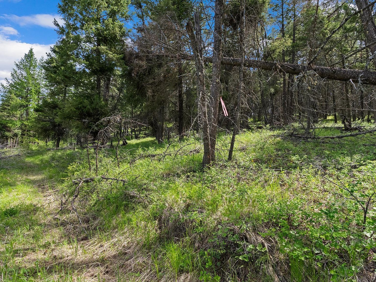 437 Buffalo Trl Somers, MT 59932 - Thumbnail 5