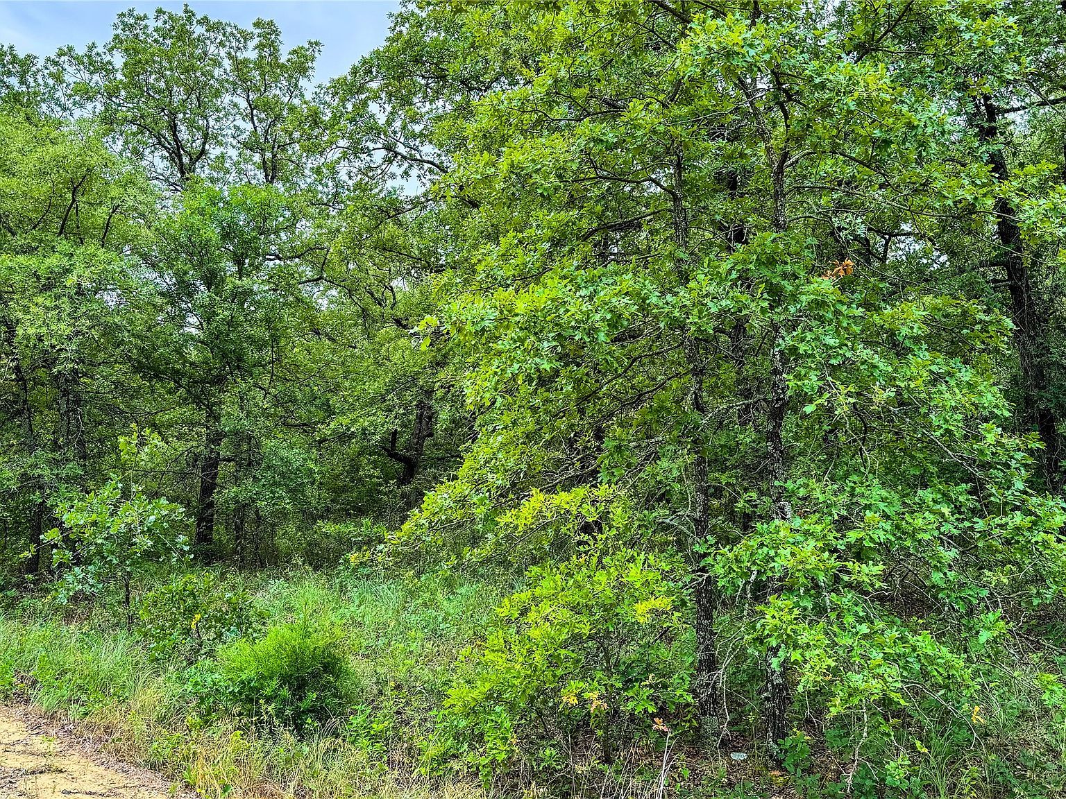 143 Briarwood Trl Nocona, TX 76255 - Thumbnail 5