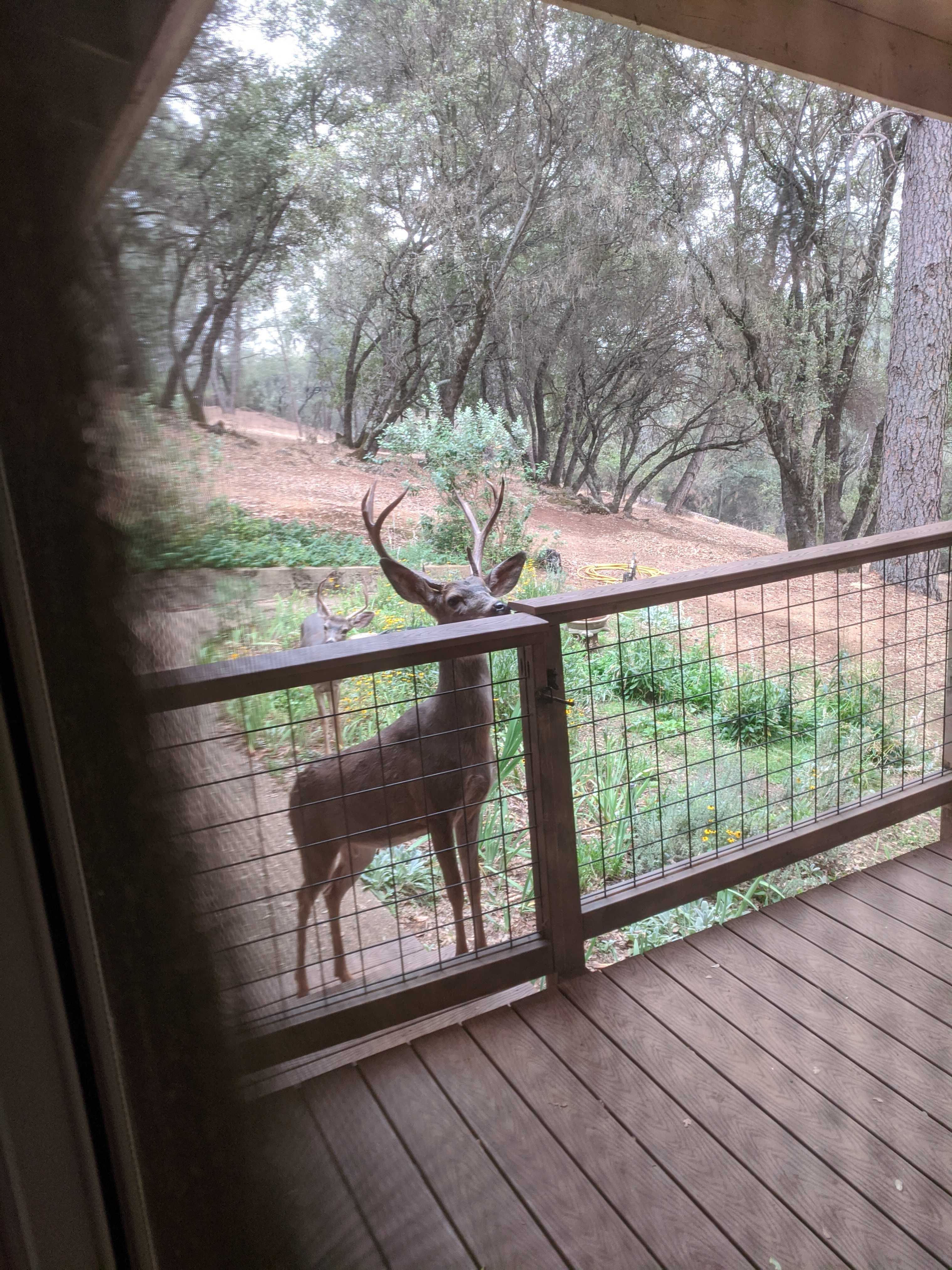 2240 Stoney Hill Ct, Cool, CA, USA, 95614 | Single Family