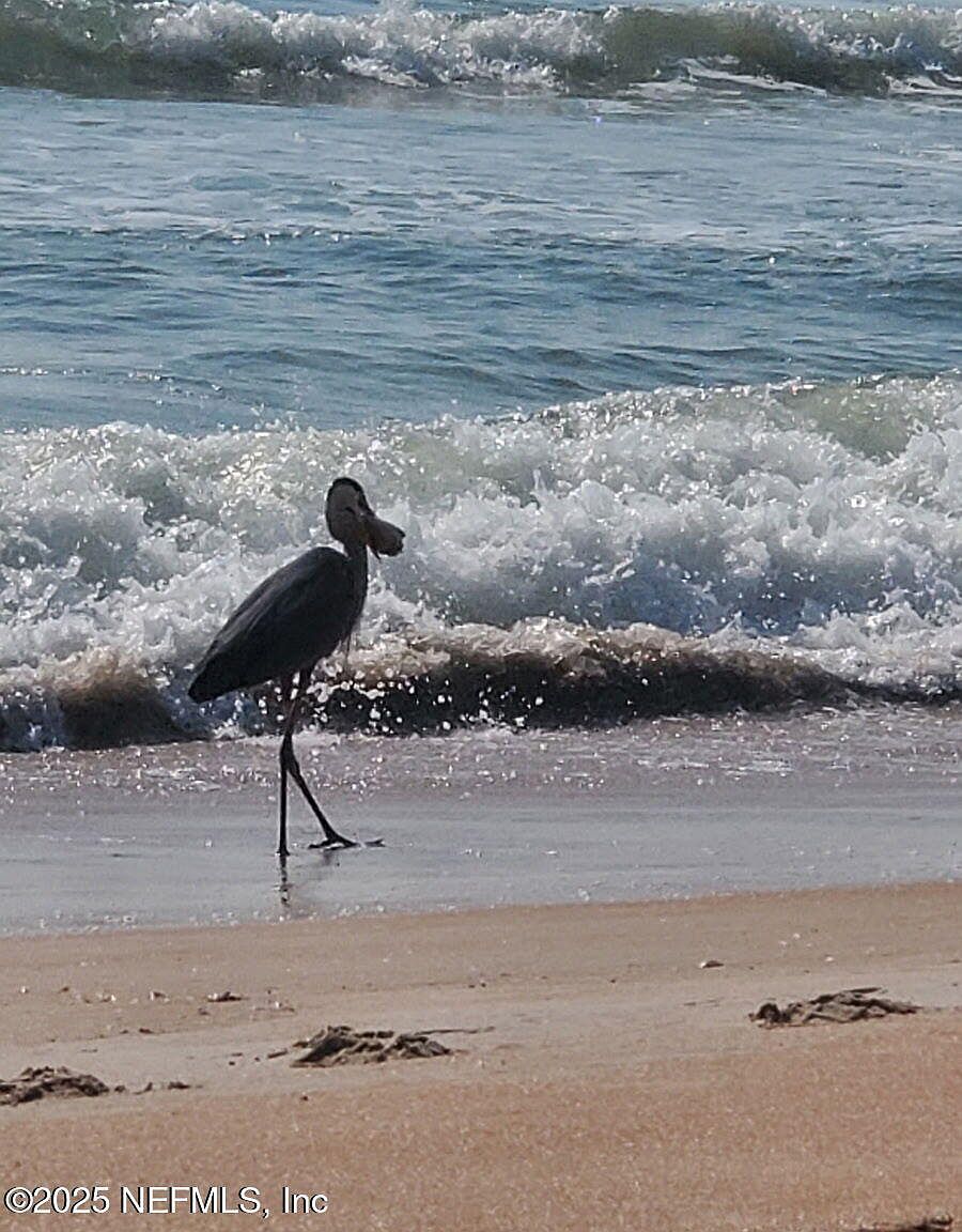 5 Poinsettia Dr Ormond Beach, FL 32176  | Single Family