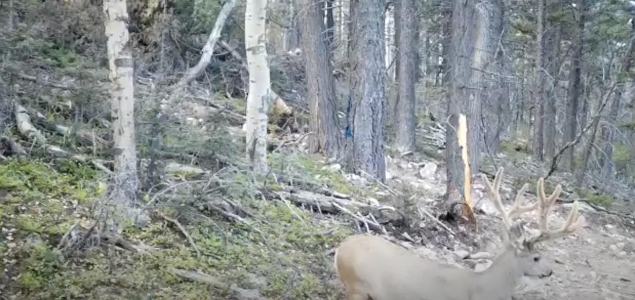 County Road 363 #2-835 La Veta, CO 81055  | Land/Lot