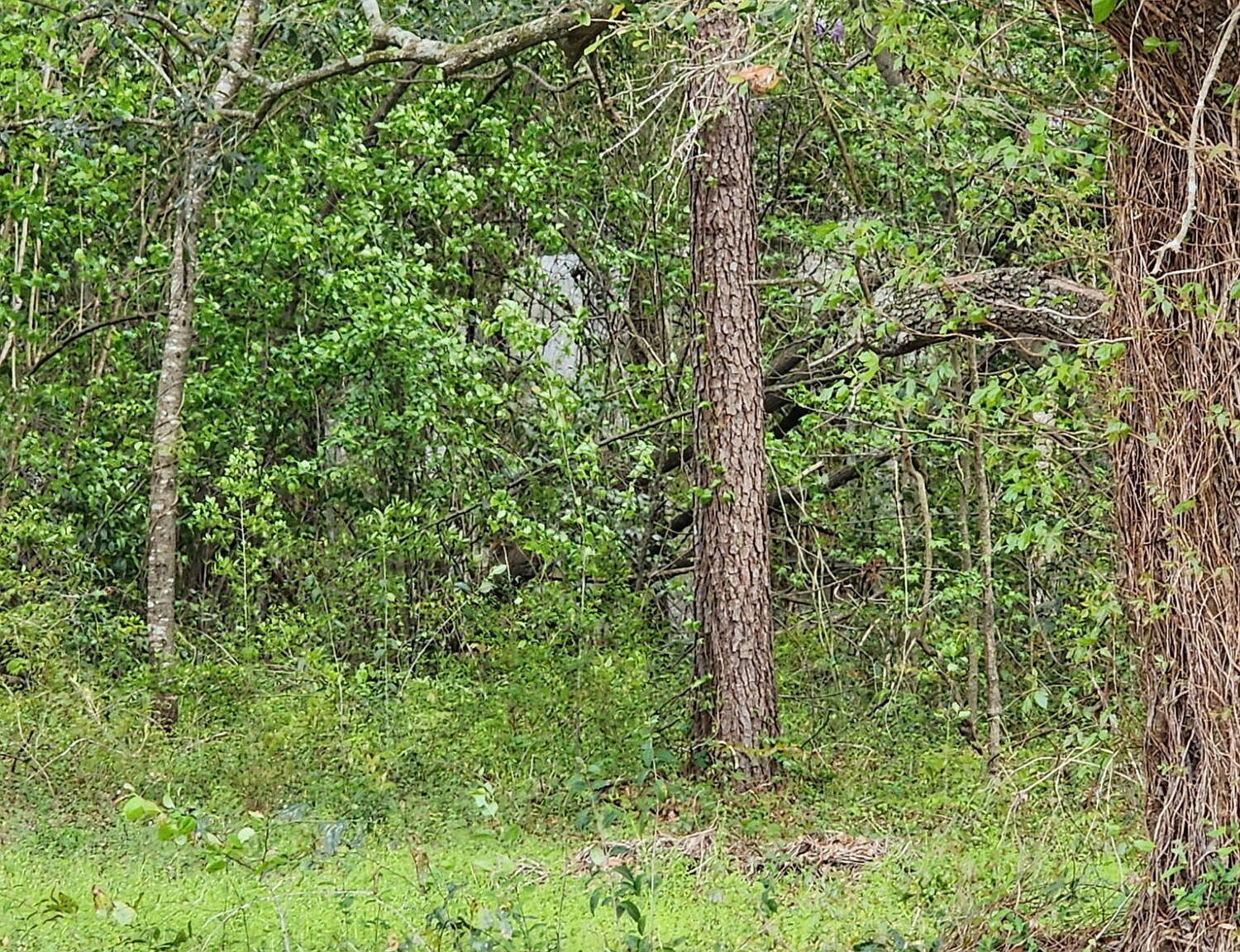 9387 Old Six Hwy Santee, SC 29142 | Land/Lot