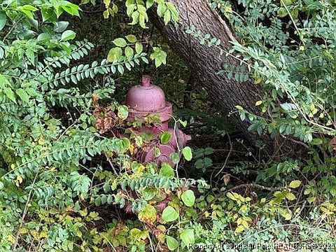 Galestown Rd Rockingham, NC 28379  | Land/Lot