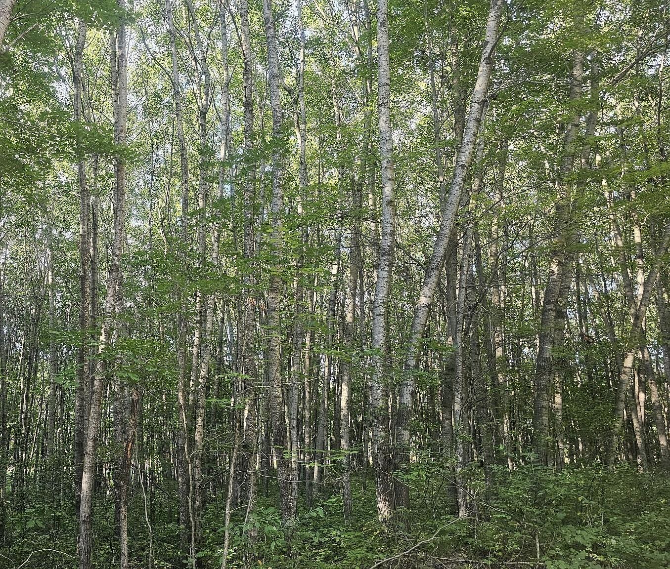 LOT 4 Ken Can Ln Webster, WI 54893  | Land/Lot