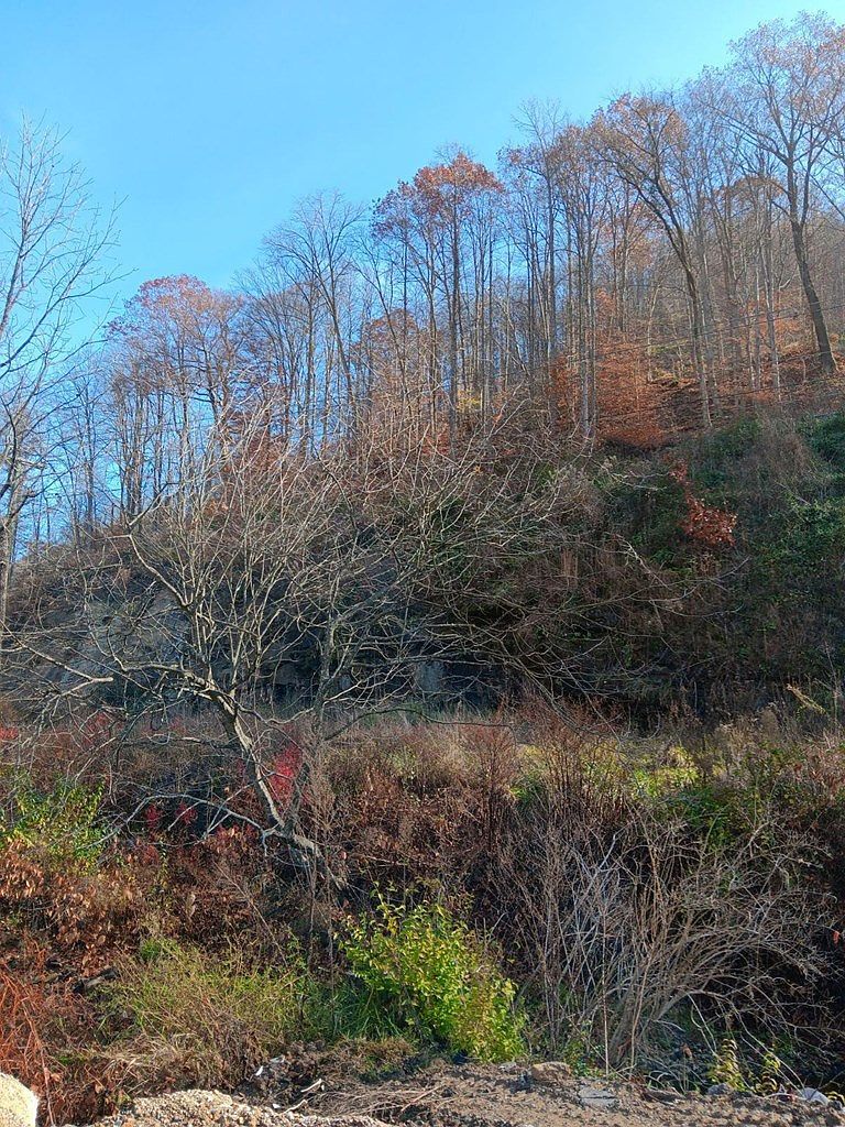 0 Highway 343 Mc Roberts, KY 41835  | Land/Lot