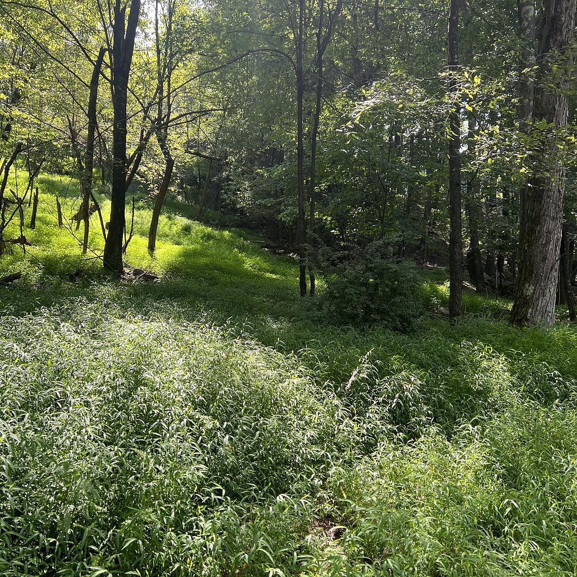 Santa Fe Trl Oakland, MD 21550  | Land/Lot