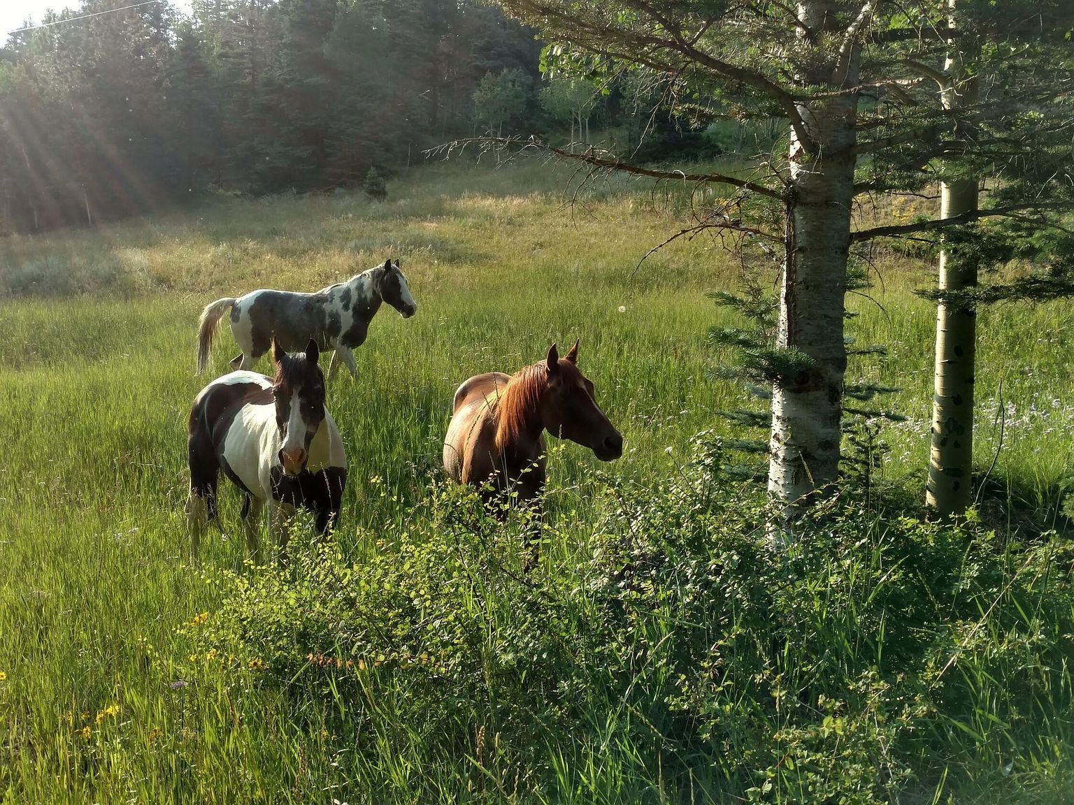 22001 Arch Ln Weston, CO 81091  | Single Family