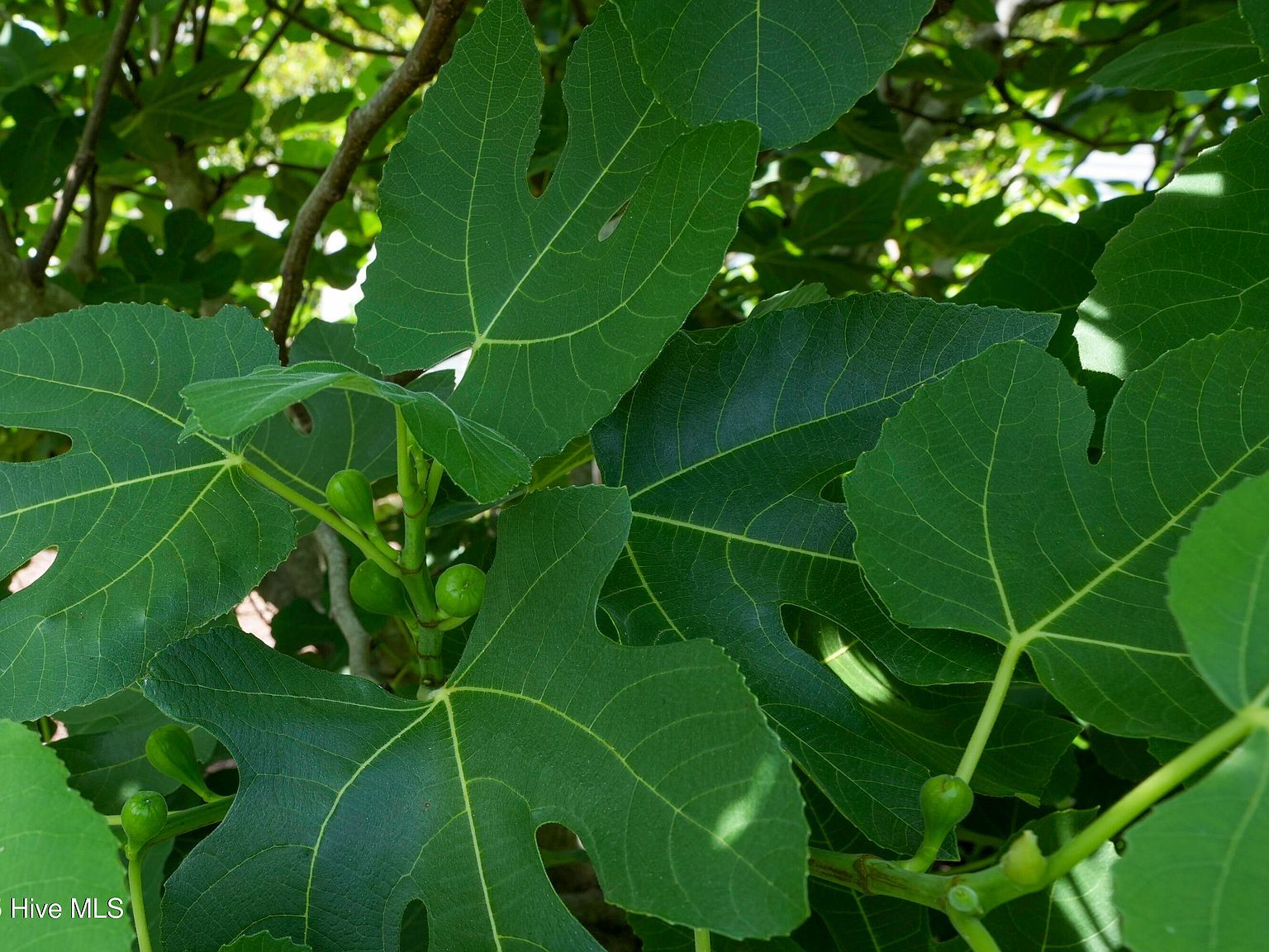 429 Canvasback Ln Sneads Ferry, NC 28460  | Single Family