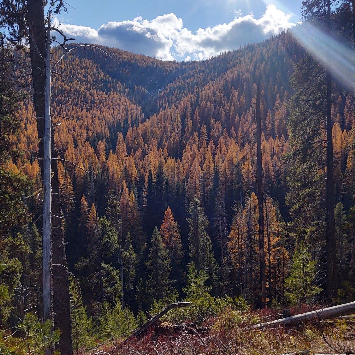 2197 W Tower Rd Saltese, MT 59867  | Single Family