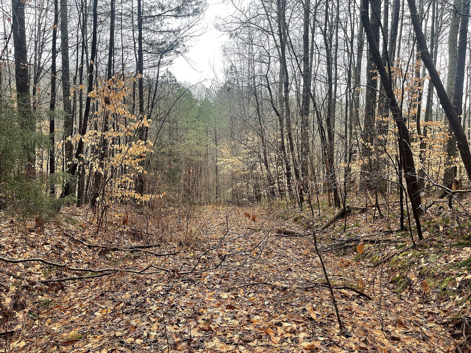 7822 Barnhill Rd, Primm Springs, TN, 38476  | Land/Lot