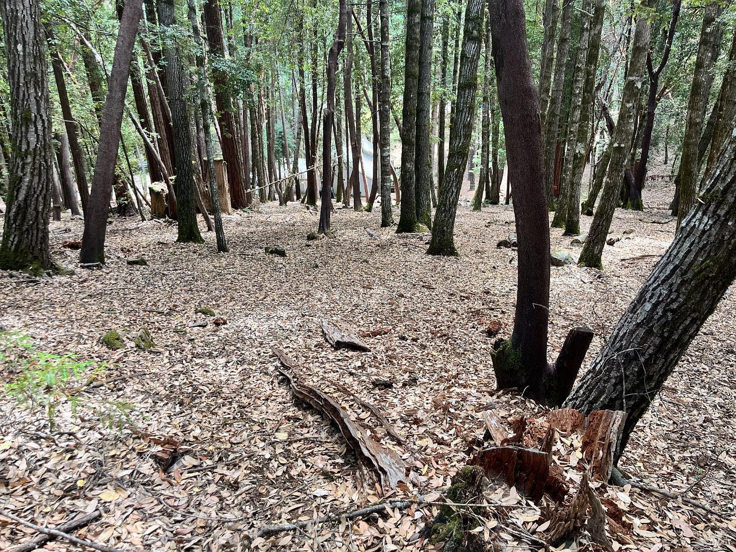 23649 Ridge Rd Willits, CA 95490 | Land/Lot