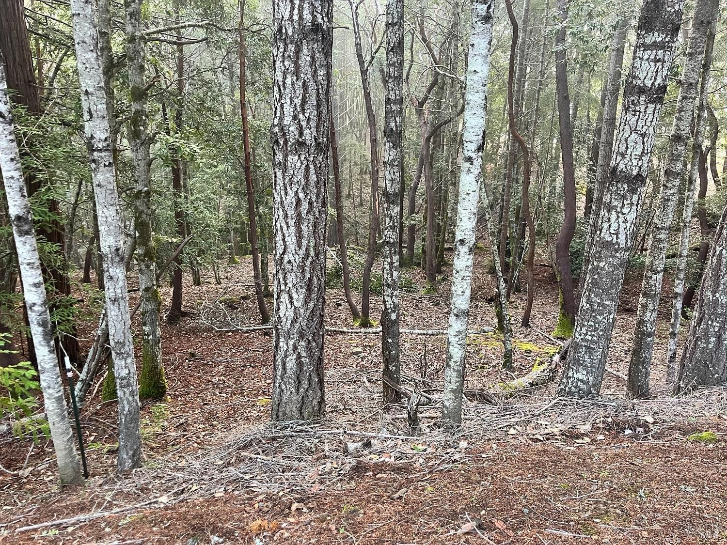 1451 Perch Way Willits, CA 95490  | Land/Lot