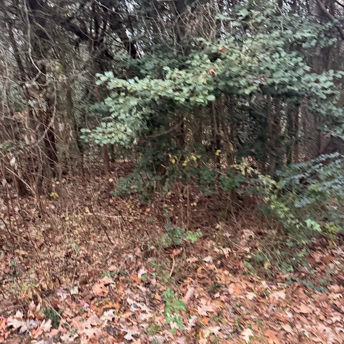 Mill Point Rd Chaptico, MD 20621  | Land/Lot