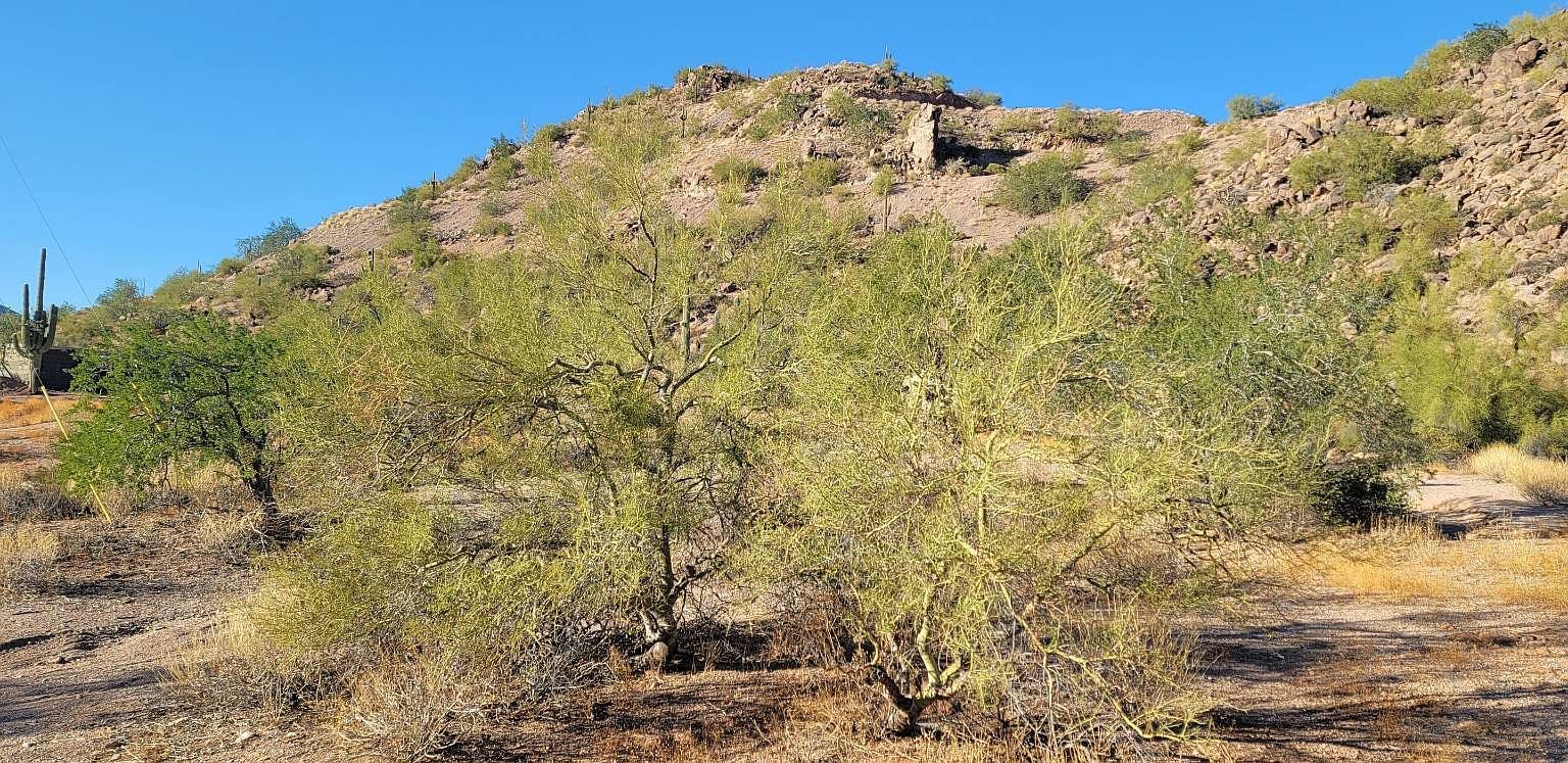 620 W Tonto St Apache Junction, AZ 85120  | Land/Lot