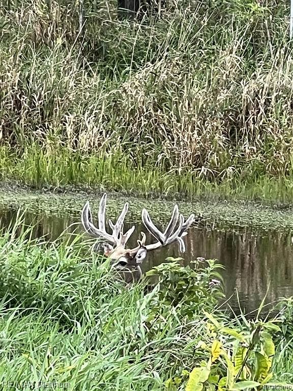 1286 Gray Fox Ct Howell, MI 48843  | Single Family