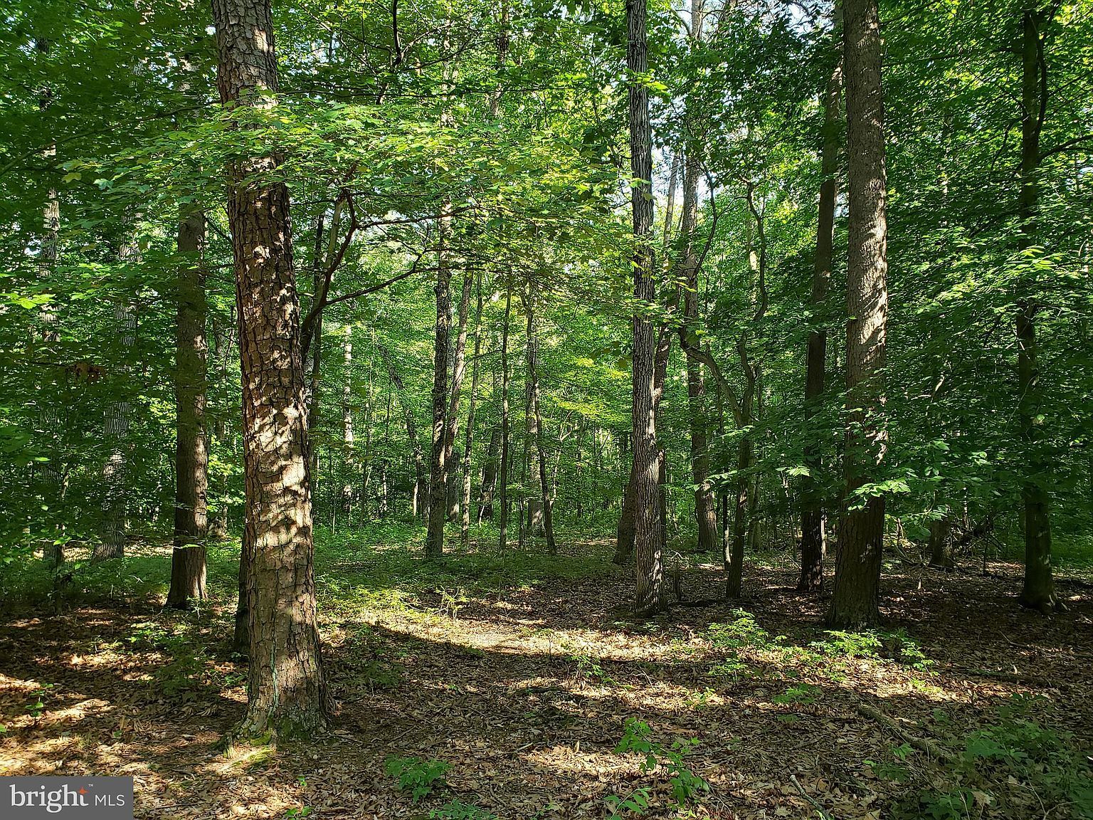 Burrisville Rd Centreville, MD 21617  | Land/Lot