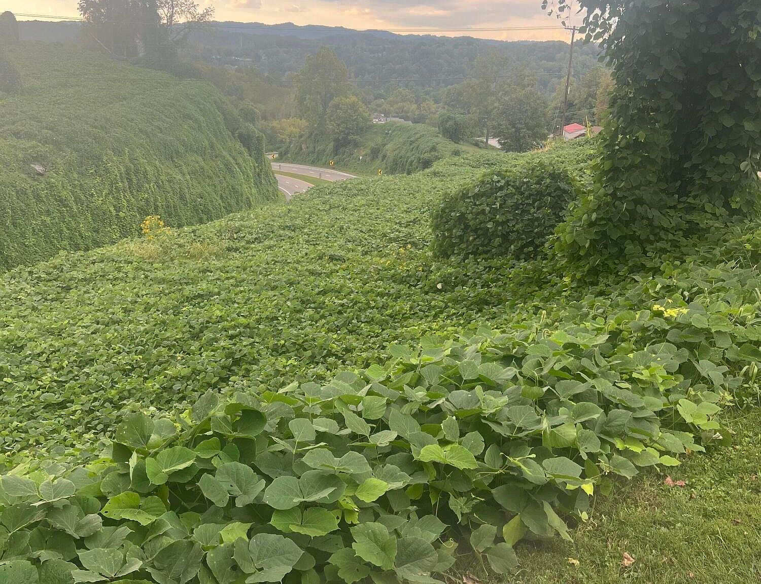 0 Burke St, Castlewood, VA, 24224 | Land/Lot