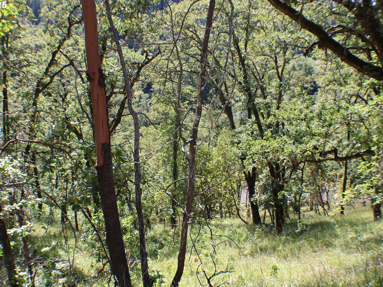 0 Sierra Dr Roseburg, OR 97471  | Land/Lot