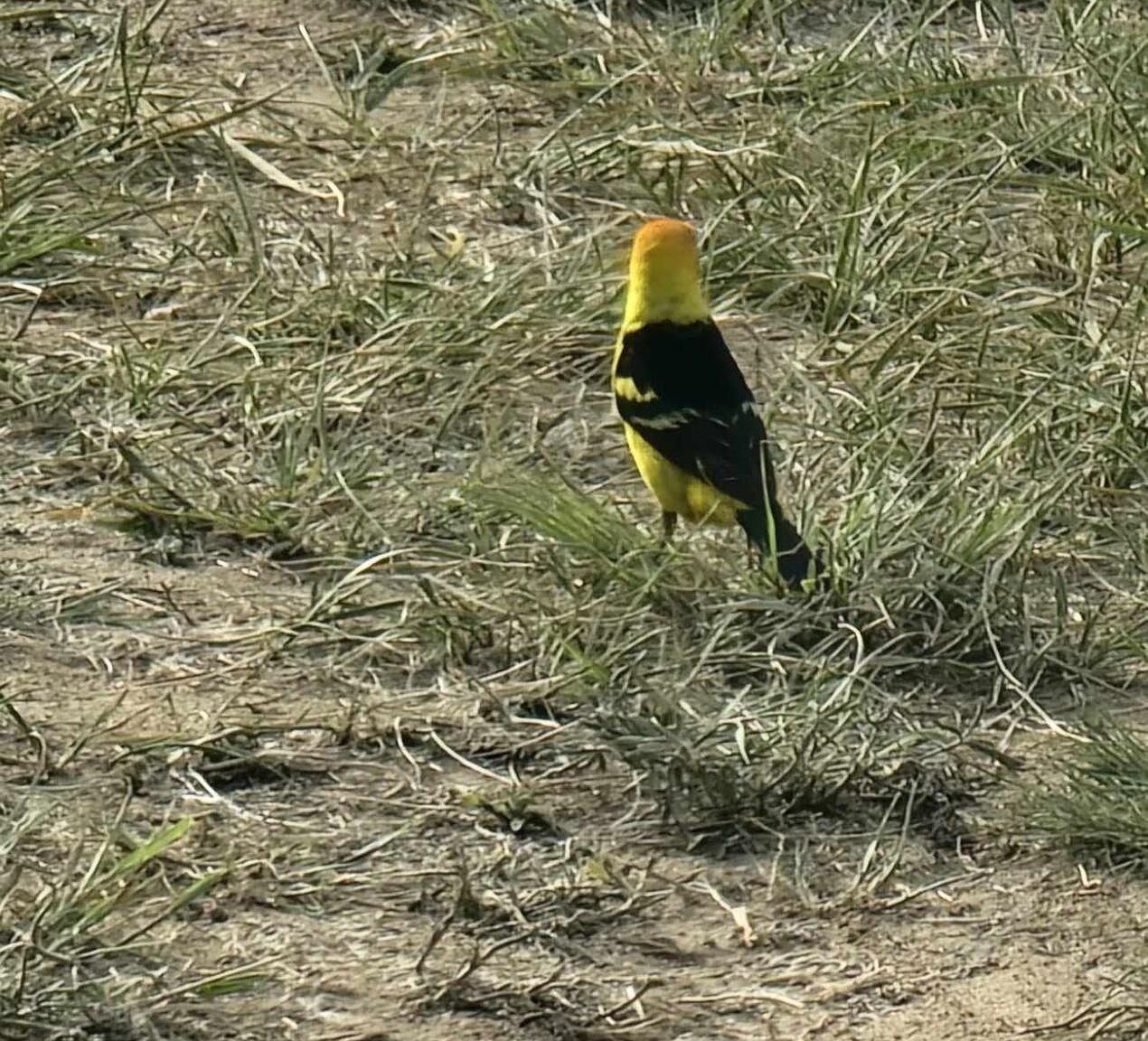 136 Turkey Ridge Rd Walsenburg, CO 81089  | Land/Lot