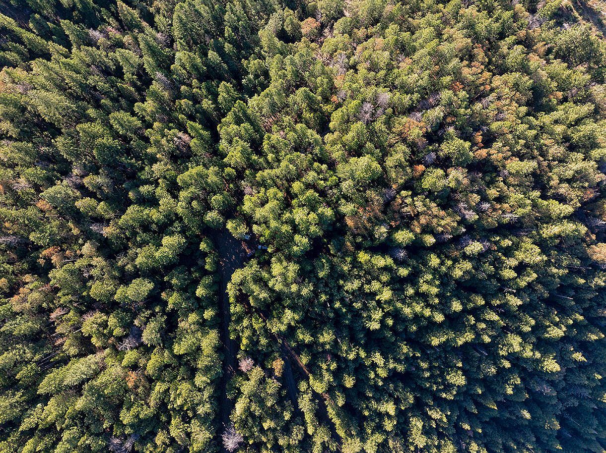 0 Dog Fork Rd Jacksonville, OR 97530  | Land/Lot