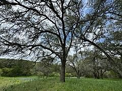 LOT 9 Stone Mountain Dr Marble Falls, TX 78654 | Land/Lot