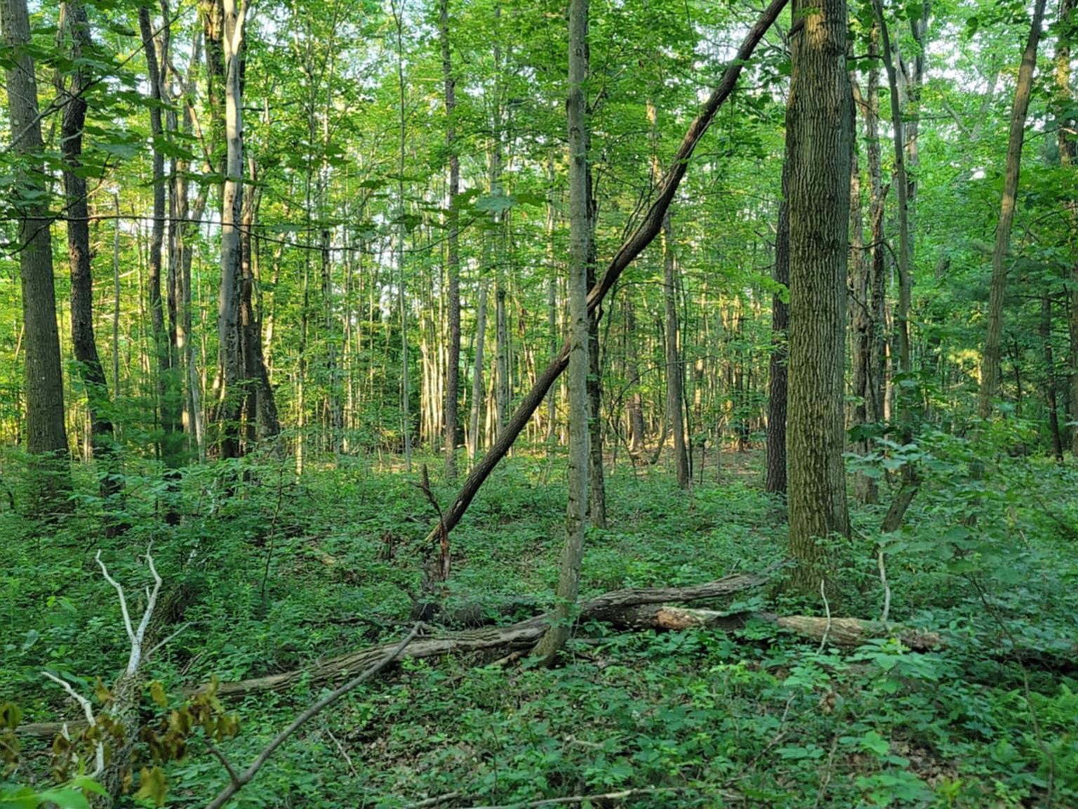 Philipsburg Bigler Hwy Woodland, PA 16881 | Land/Lot