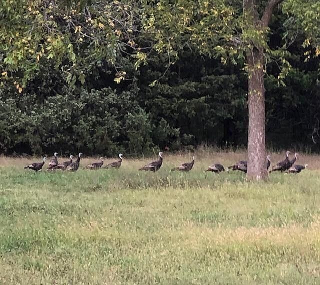 457-1 Wild Rose Loop #A Strafford, MO 65757  | Land/Lot