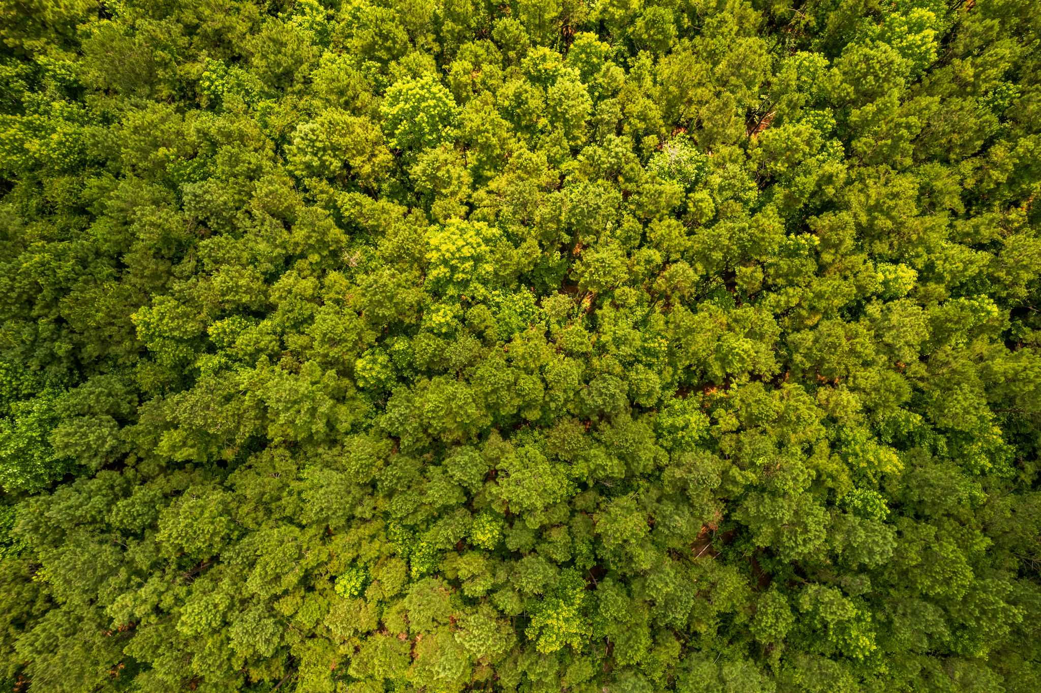 Lot 2 near Palmer's Branch Drive NE, Leland, 28451  | Land/Lot