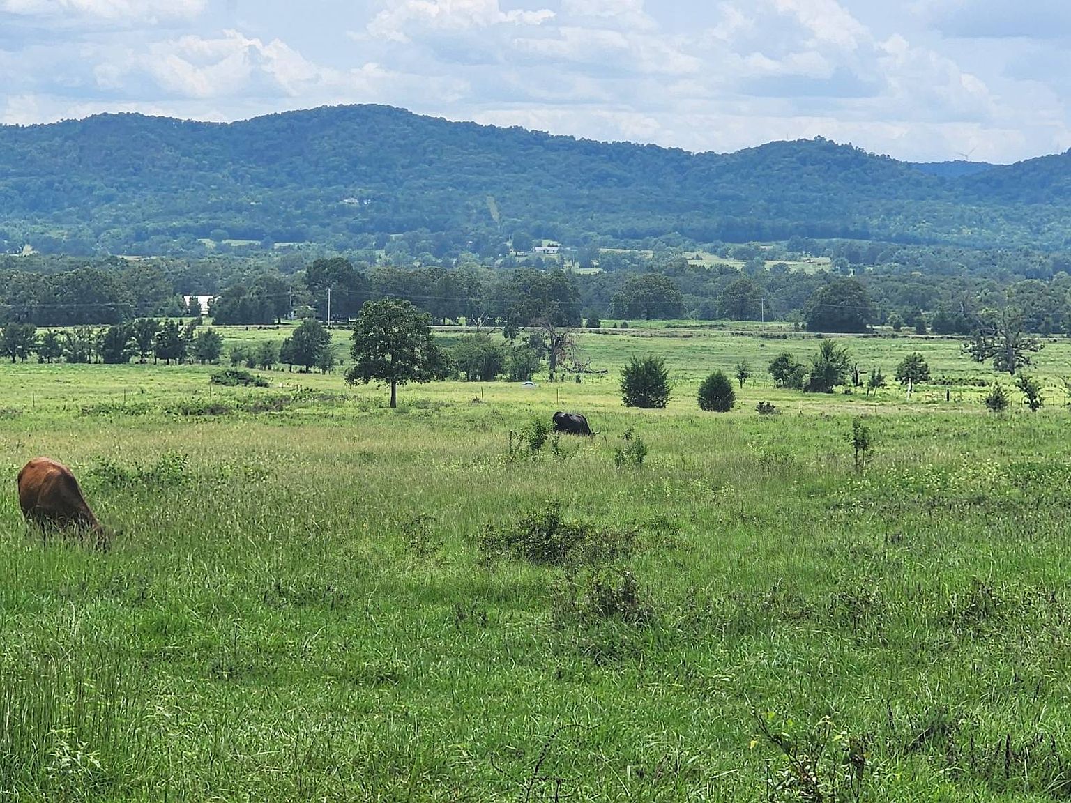 0 SE Highway 63 Talihina, OK 74571 | Land/Lot