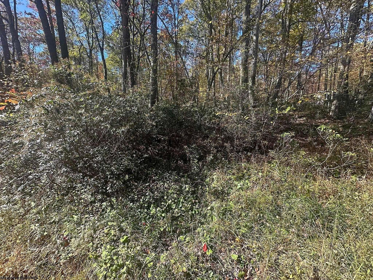 653 Pine Dr Terra Alta, WV 26764 | Land/Lot