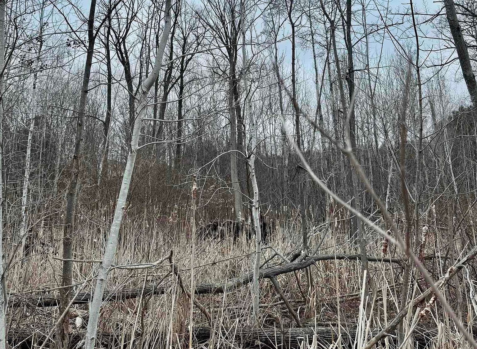 0 S Lake Shore Dr Cedar, MI 49621 | Land/Lot